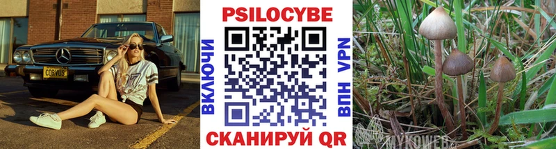 Псилоцибиновые грибы Cubensis  как найти закладки  Алдан 